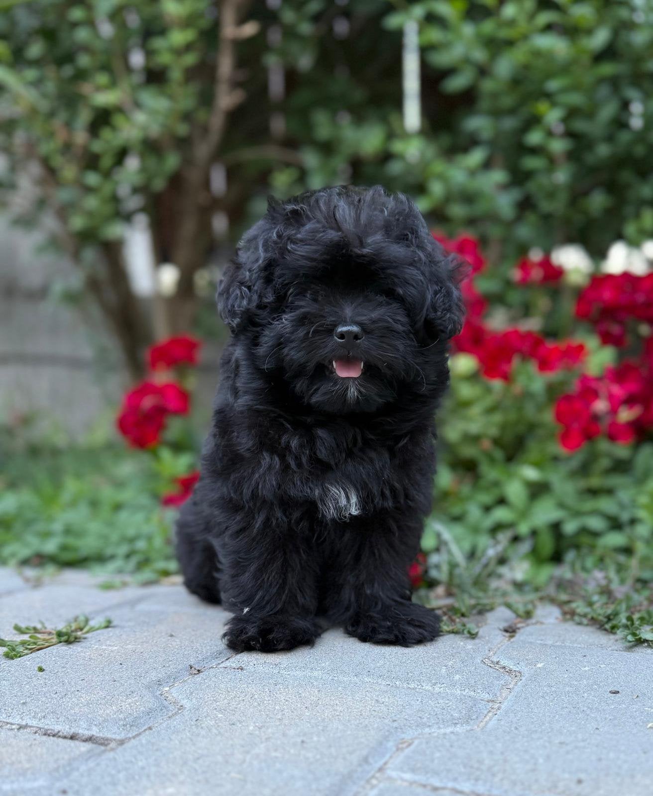 Pomapoo, Overige rassen, 8 tot 15 weken, Buitenland, Parvo