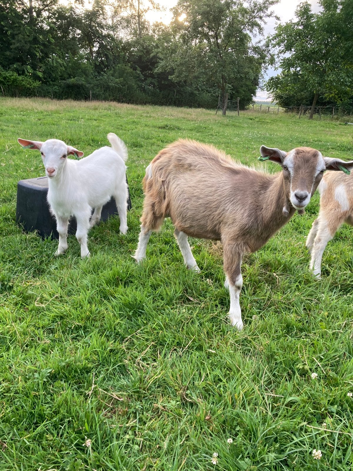 Toggenburger ( hoornloos), Dieren en Toebehoren, Meerdere dieren, Geit