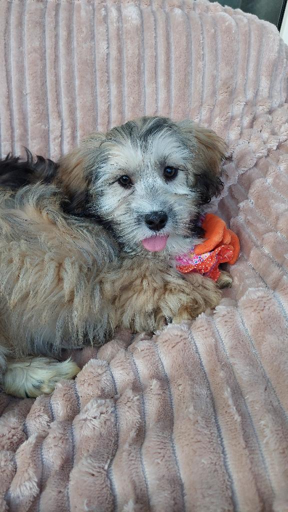 Maltipoo pups  ( lief en aanhankelijk ), Parvo, Maltezer, Nederland, 8 tot 15 weken