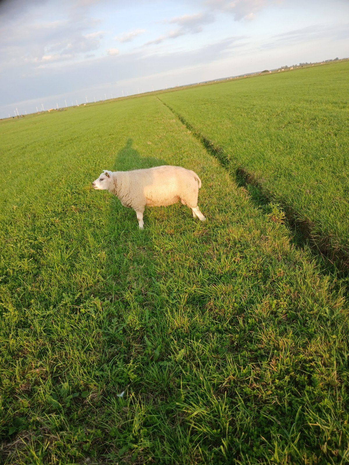 texelaar dekramen, Mannelijk, Schaap