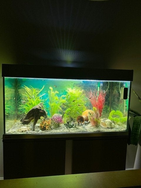 aquarium 250l compleet met vissen en toebehoren, Ophalen, Gebruikt, Gevuld zoetwateraquarium, Pomp