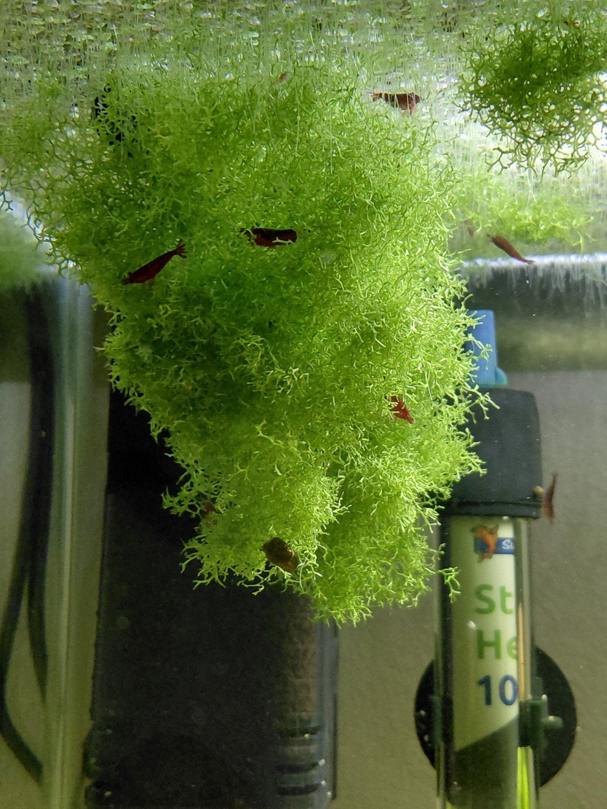 superfish start 70 compleet met bloody mary en corydoras, Ophalen, Inclusief toebehoren, Zo goed als nieuw, Gevuld zoetwateraquarium