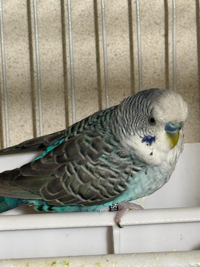 Blackwing split bf, Dieren en Toebehoren, Vogels | Parkieten en Papegaaien, Mannelijk, Parkiet, Geringd