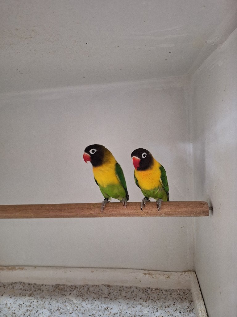Agapornis Personata's, Dieren en Toebehoren, Meerdere dieren, Dwergpapegaai of Agapornis, Geringd