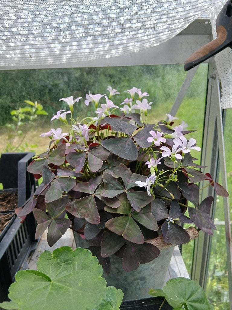 oxalis geluksklaver, Ophalen, Halfschaduw, Minder dan 100 cm