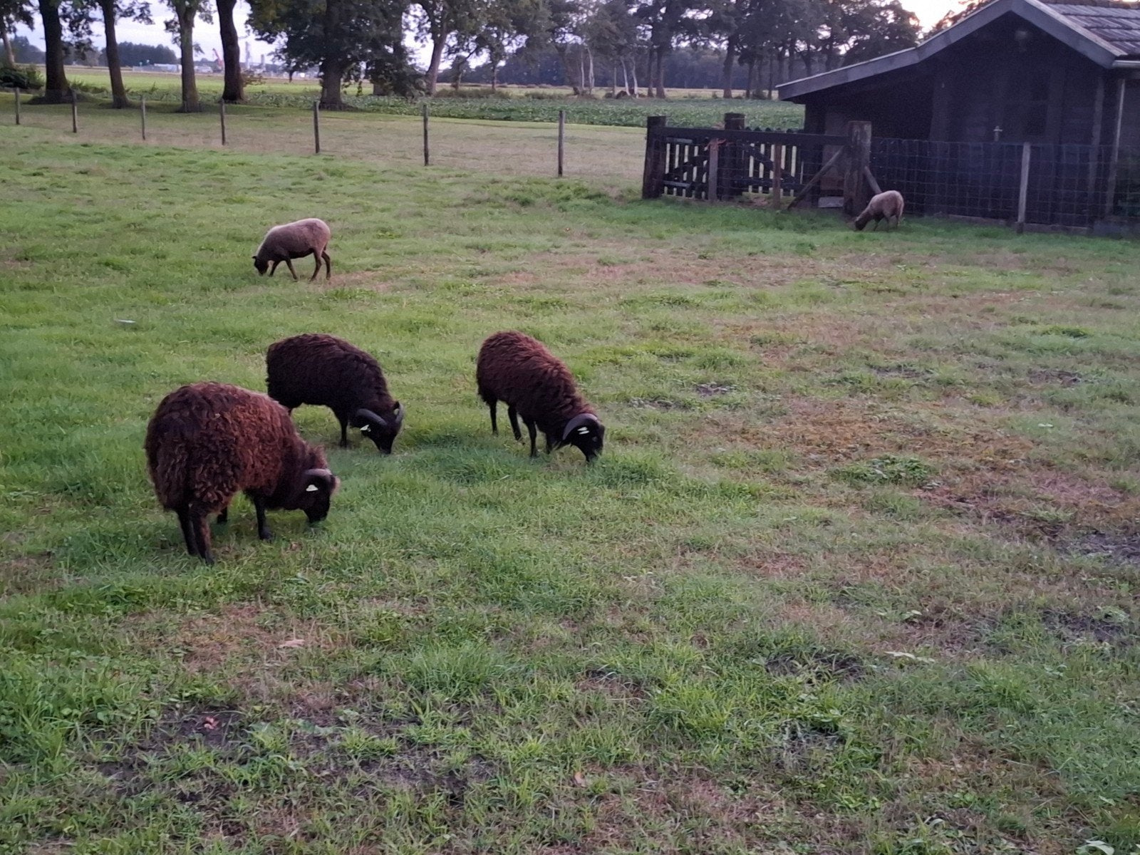 Qeussant schapen, Dieren en Toebehoren, Meerdere dieren, Schaap