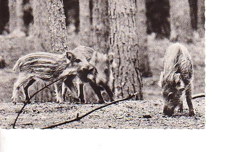 Ansichtkaart	Biggetjes van wild zwijn, Verzenden, 1940 tot 1960, Gelopen, Wild dier