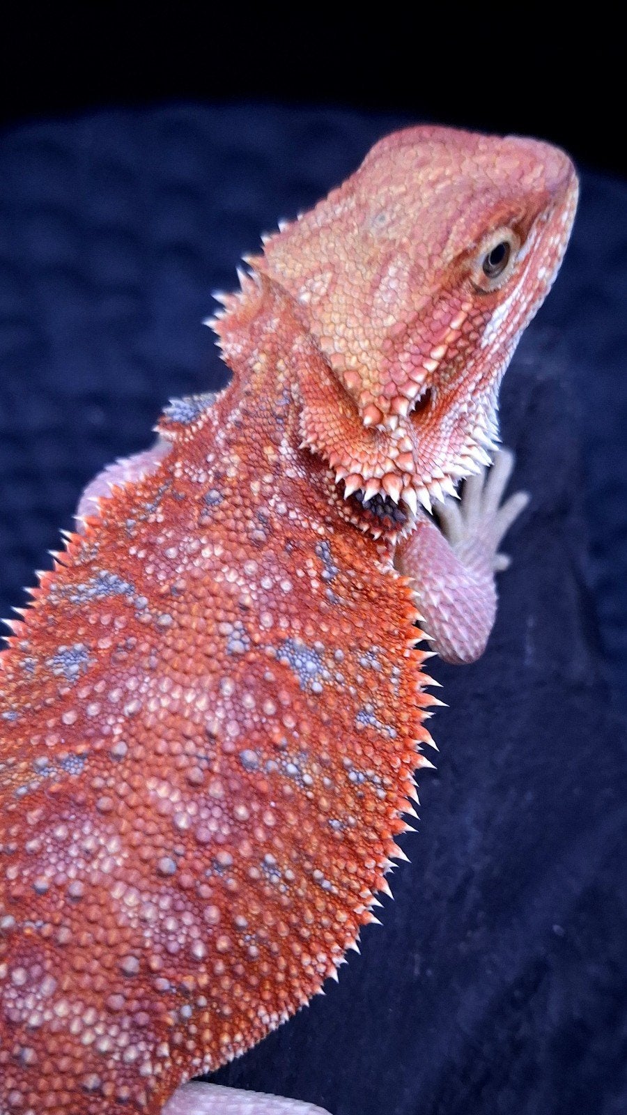 Red/Orange Hypo G-Stripe Blue Bar Baardagaam Man, Hagedis, 0 tot 2 jaar