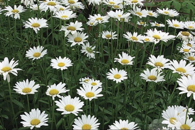 Grote margrieten, tuinplant, Ophalen, Vaste plant, Overige soorten, Halfschaduw