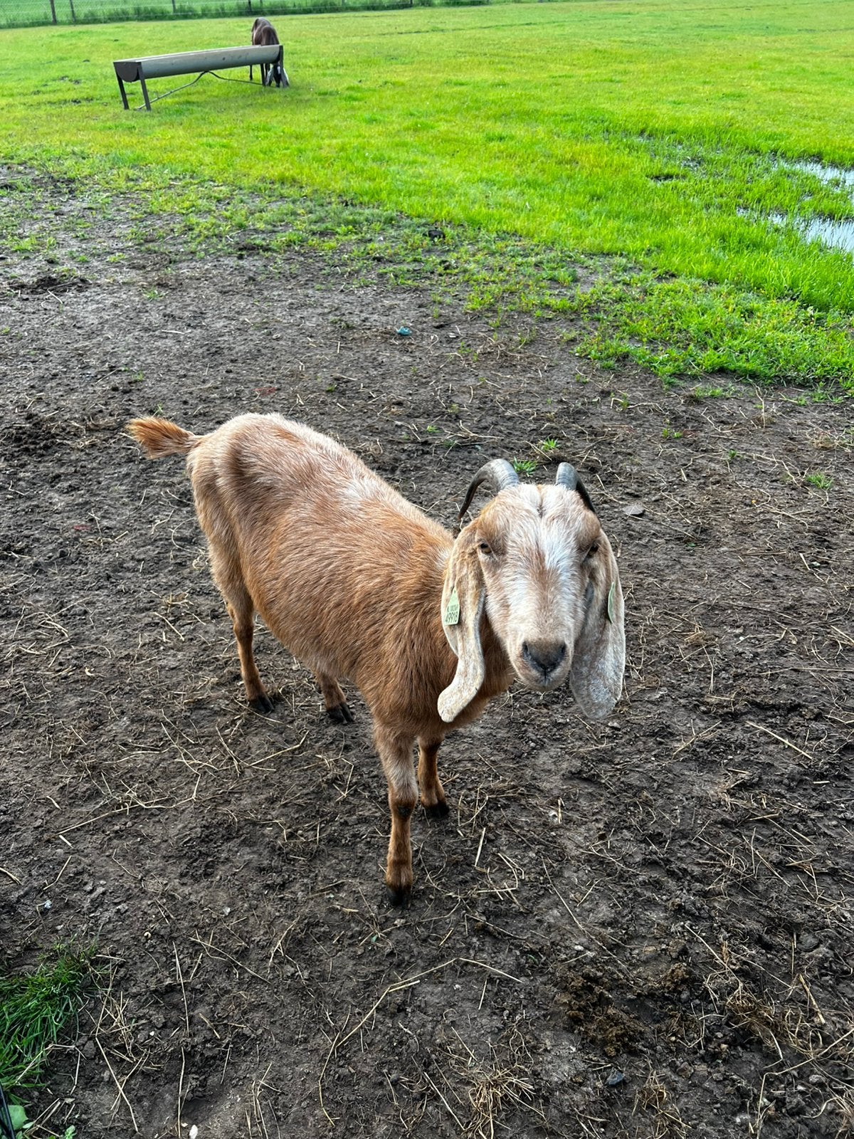 Te koop een nubische geit, Vrouwelijk, Geit