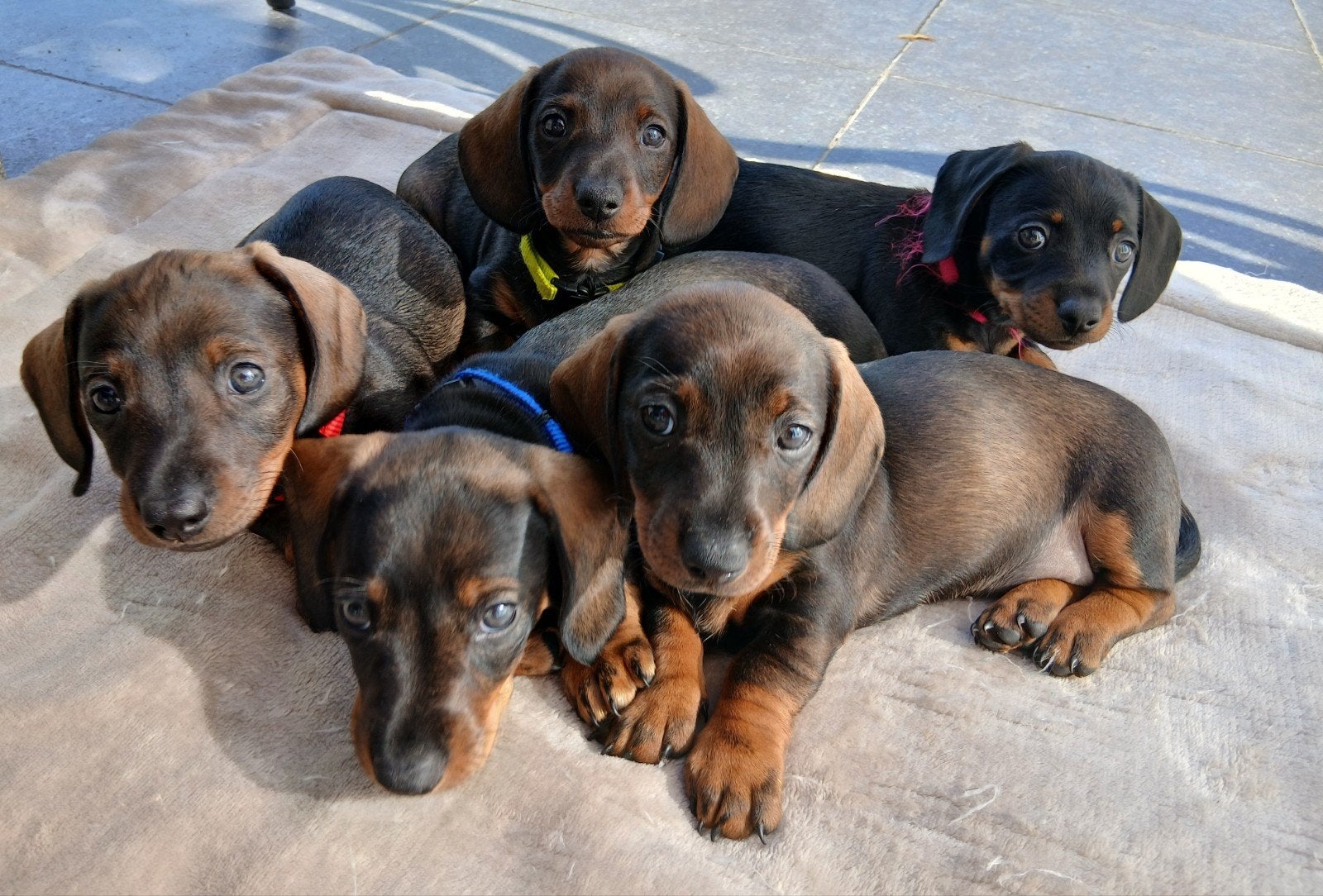 Prachtige wildkleur kortharige dwerg teckel pups, 8 tot 15 weken, Korthaar, Dwerg, Meerdere