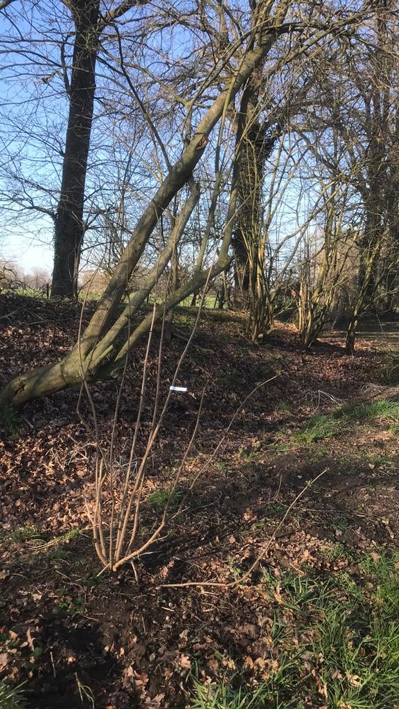 Grotere vlier, Ophalen of Verzenden, Overige soorten, Minder dan 100 cm