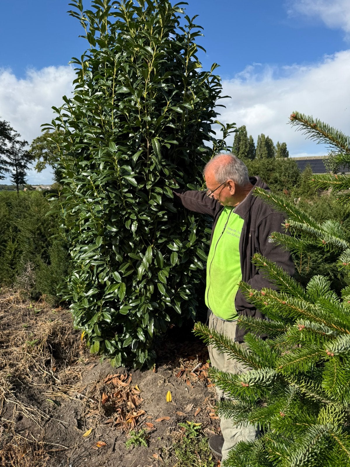 Zeer grote laulier genolia 2,0/2.5 plus groeit als zuil, Tuin en Terras, Bloeit niet, 100 tot 250 cm, Zuilboom, Ophalen