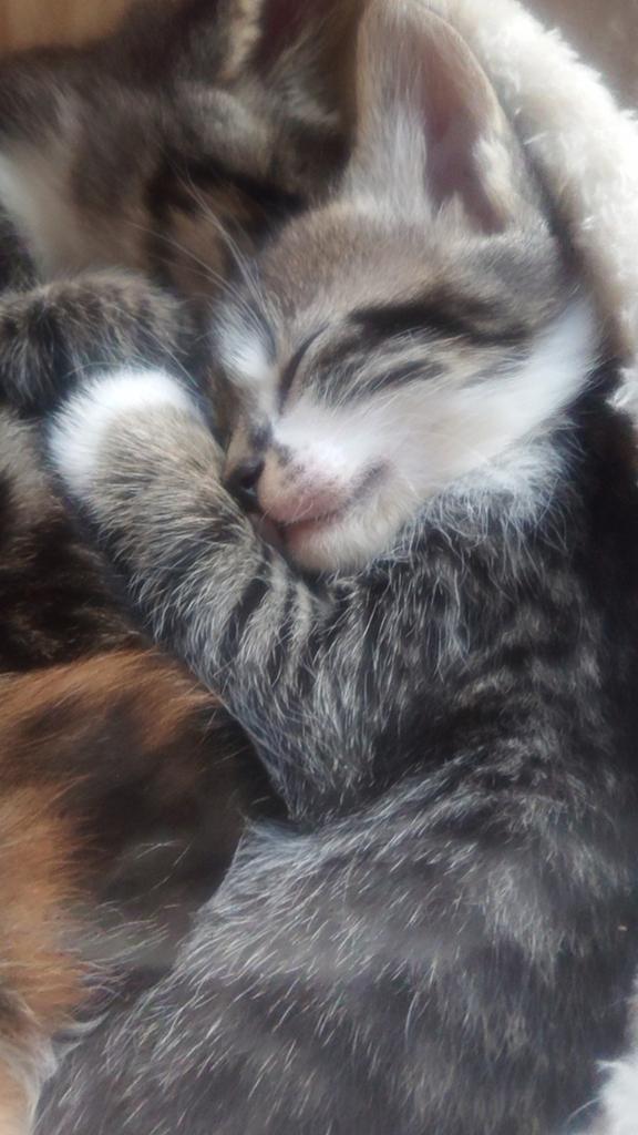 Kittens geboren 20maart, Meerdere dieren