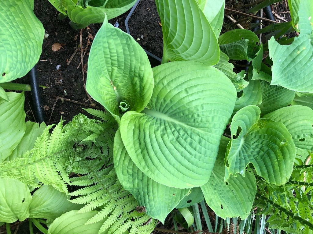 Hartlelie, Hosta of funkia, Overige soorten, Vaste plant, Ophalen of Verzenden, Halfschaduw