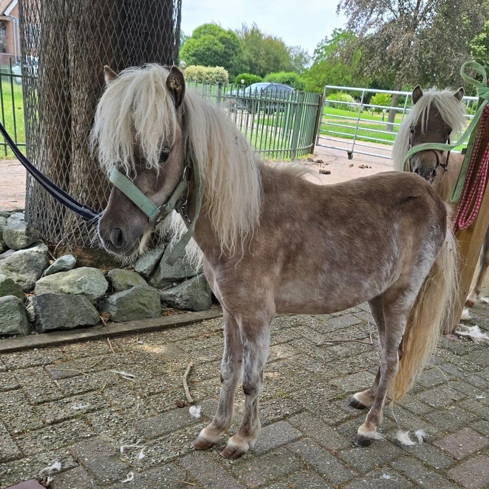 Ontzettend Mooi, Luxe,69cm, Mini Paardje Merrie, Zilverappel, Merrie, Gechipt, 0 tot 2 jaar