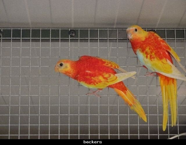 Goudgele roodopaline roodbuik turquoisine