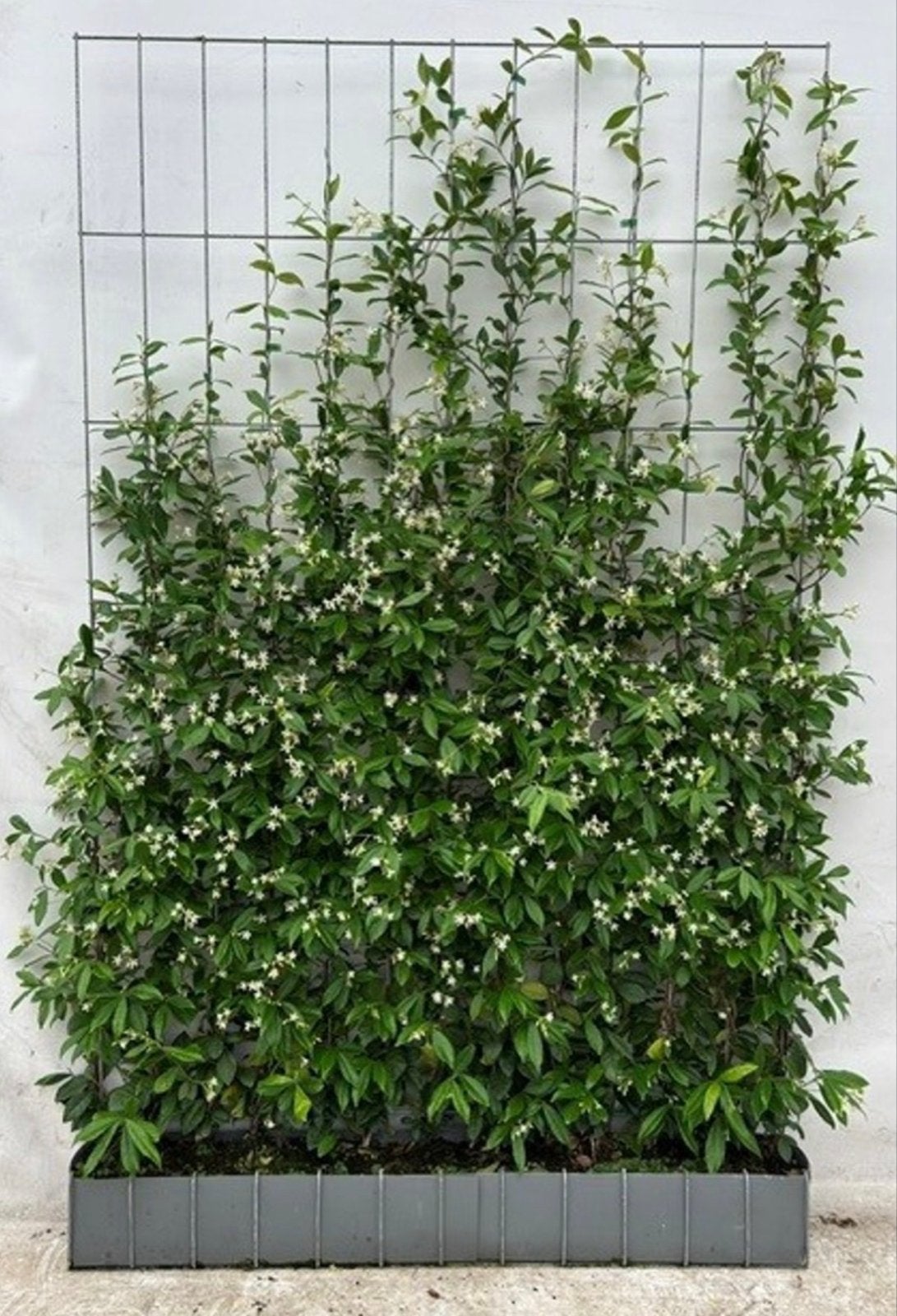 Toscaanse Jasmijn Haag Schermen - Groenblijvend & Privacy, Volle zon, Vaste plant, Ophalen of Verzenden, Klimplanten