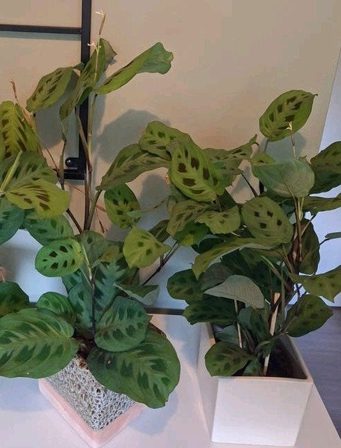 Groene kamerplant Maranta Gebedsplanten in Pot, Ophalen, Overige soorten, Halfschaduw, In pot