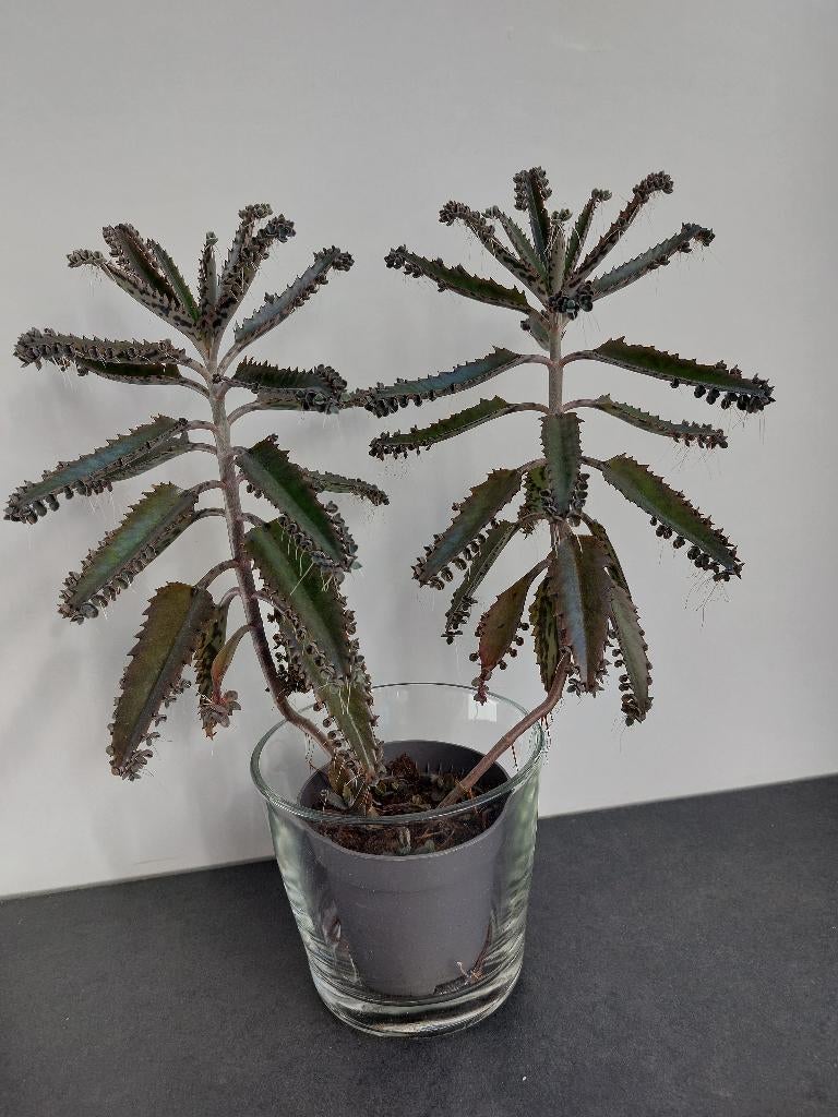 Mother of thousand (bommenwerper) kalanchoë veel stekjes, Vetplant, Ophalen of Verzenden, Minder dan 100 cm, Volle zon