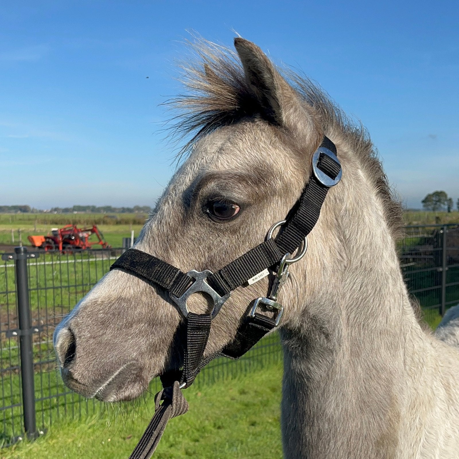 Knap welsh A hengstveulen, Dieren en Toebehoren, Met stamboom, Niet van toepassing, 0 tot 2 jaar, Hengst