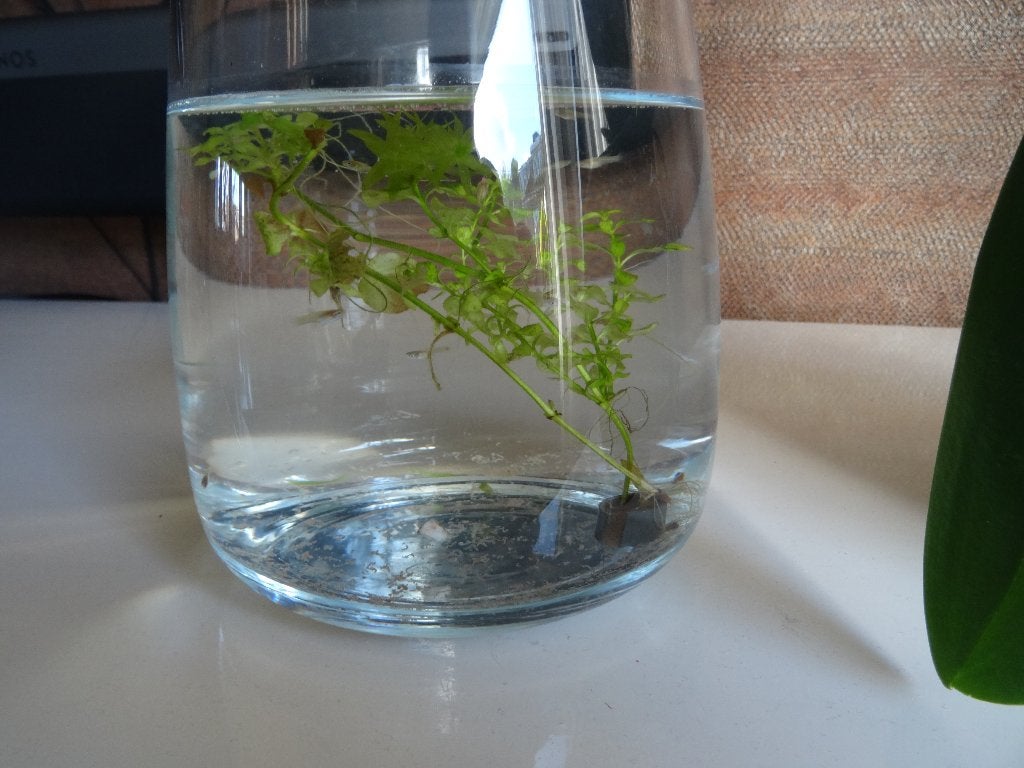 Guppen - jonge guppen, Dieren en Toebehoren, Vis, Zoetwatervis