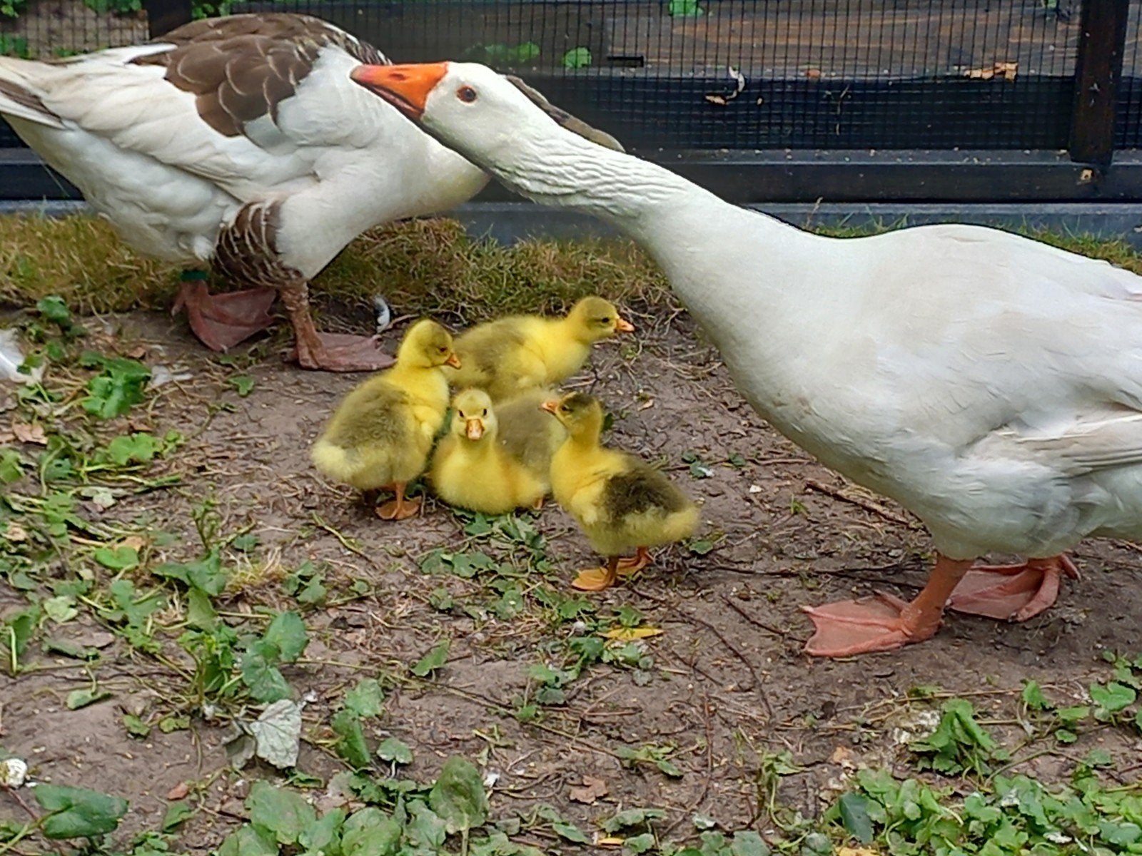 Twentse landganskuikens, Dieren en Toebehoren, Pluimvee, Geslacht onbekend, Gans of Zwaan