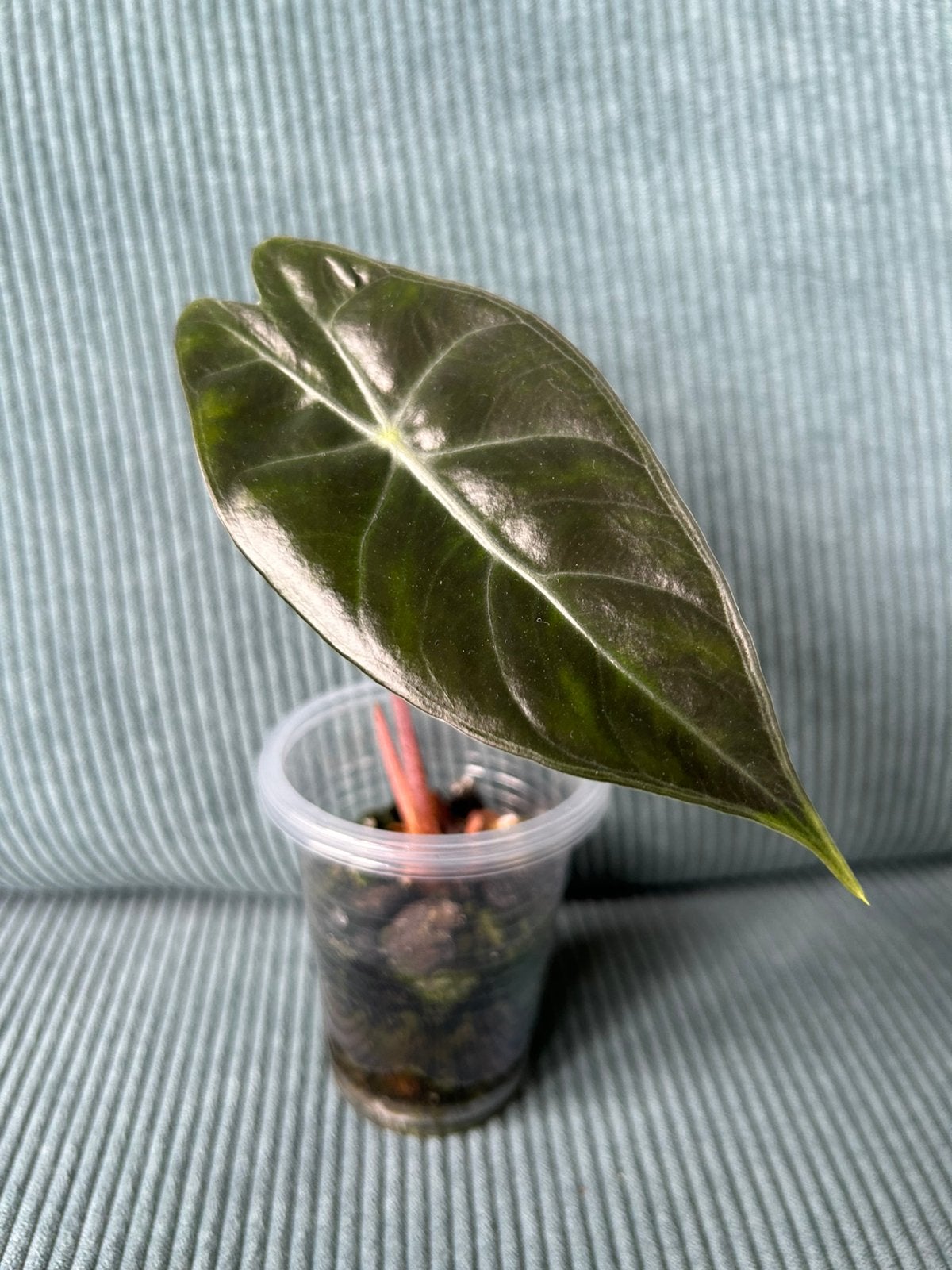 Alocasia Pink Dragon, Huis en Inrichting, Kamerplanten, Ophalen of Verzenden, Halfschaduw, Minder dan 100 cm