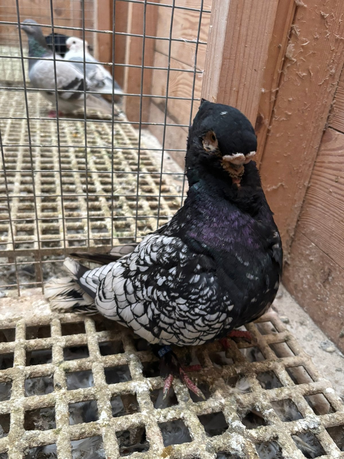 Oosterse meeuwen duiven, Dieren en Toebehoren, Meerdere dieren, Overige soorten