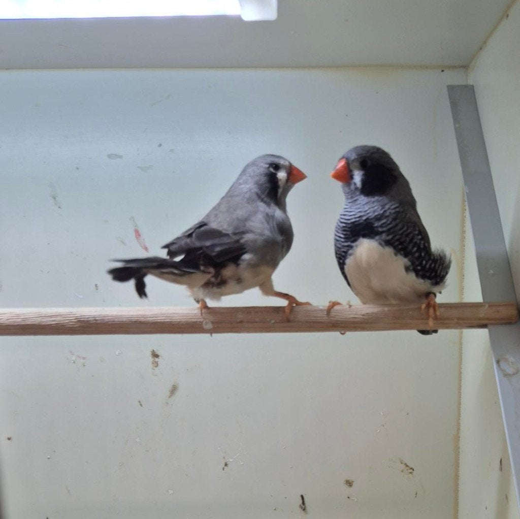 Koppel Zebravinken, Dieren en Toebehoren, Meerdere dieren, Tropenvogel, Geringd