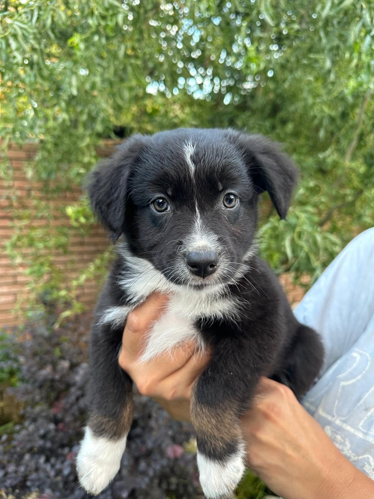 Lieve, slimme, Australische herder puppy met stamboom, 8 tot 15 weken, CDV (hondenziekte), Meerdere, Meerdere dieren