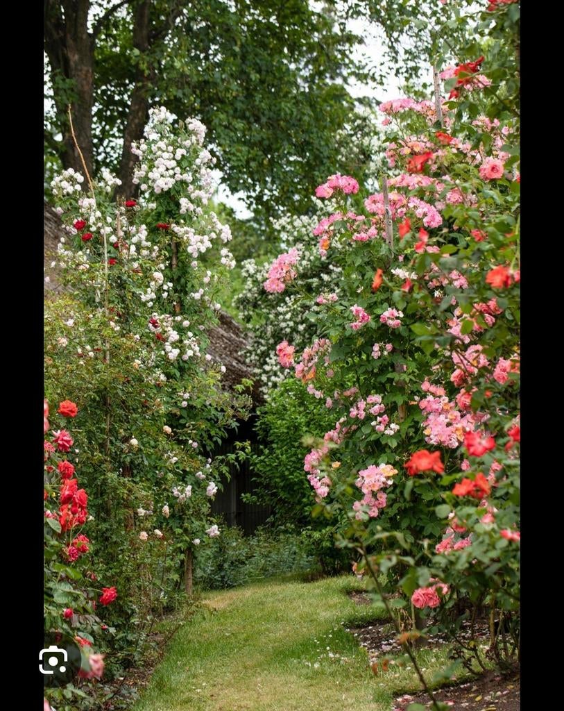 Gratis (klim) rozenstruiken, rozenstruik, Tuin en Terras, Planten | Tuinplanten, Ophalen, Overige soorten, Volle zon