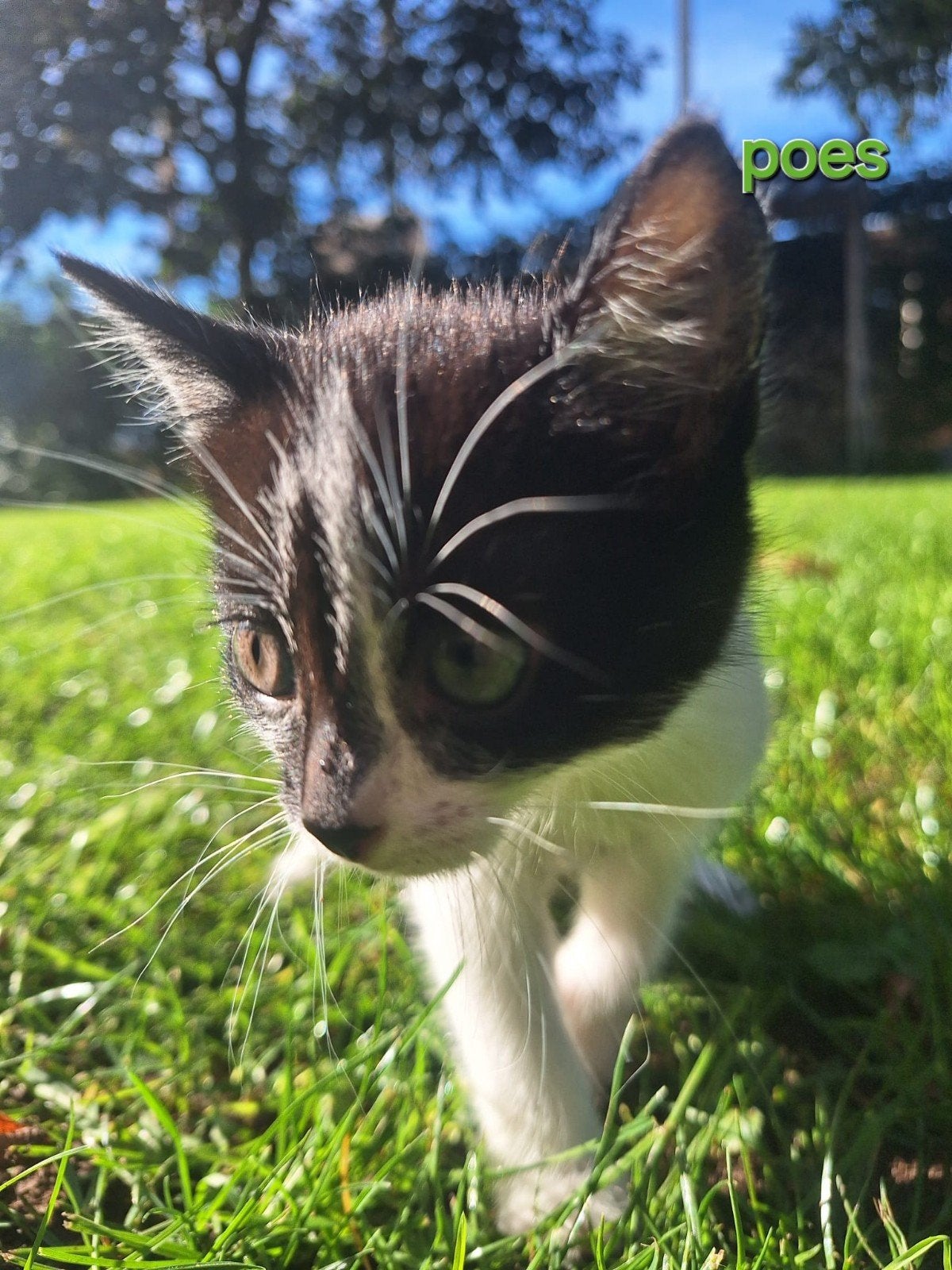 Lieve, tamme boerderijkittens, Meerdere dieren, Kortharig, 0 tot 2 jaar