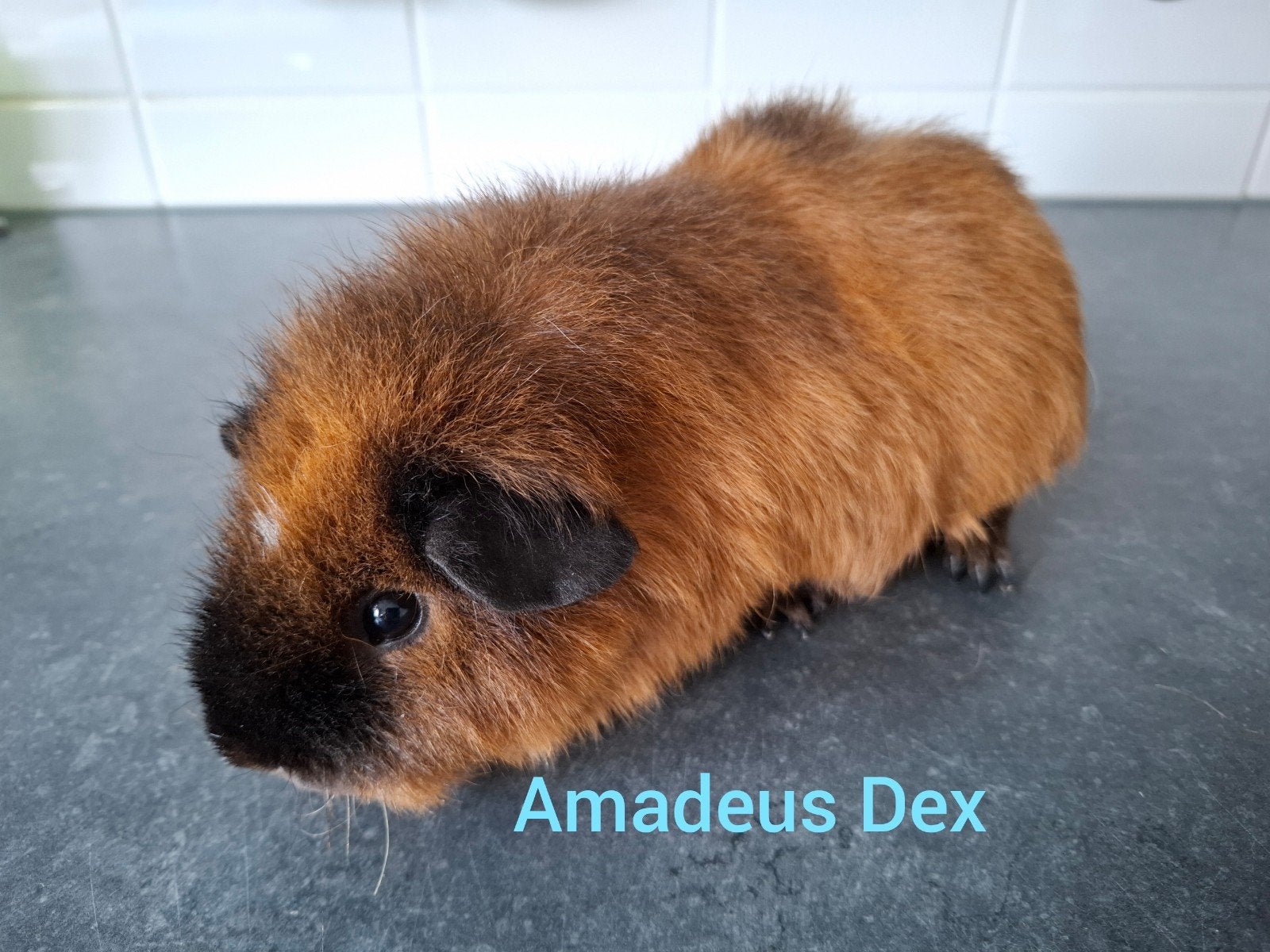 US teddy rood bont cali zwart, Amadeus Dex, Dieren en Toebehoren, Knaagdieren, April, Mannelijk, Cavia