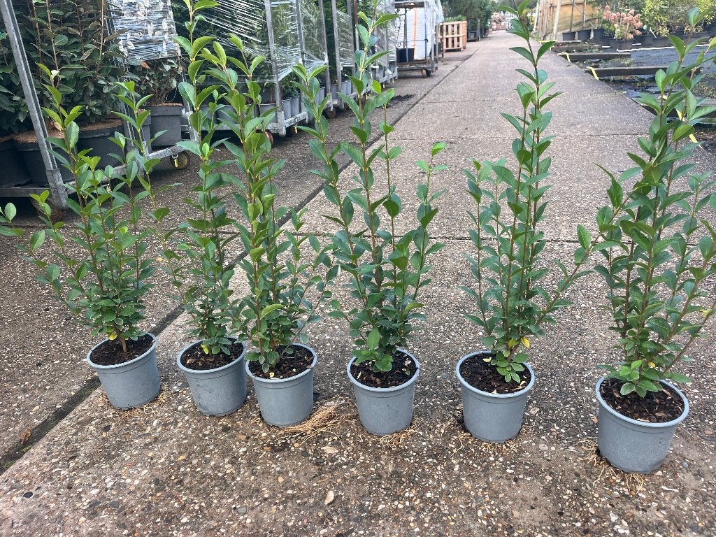 Ligustrum Ovalifolium Haagplanten - Groene Ligusterhaag