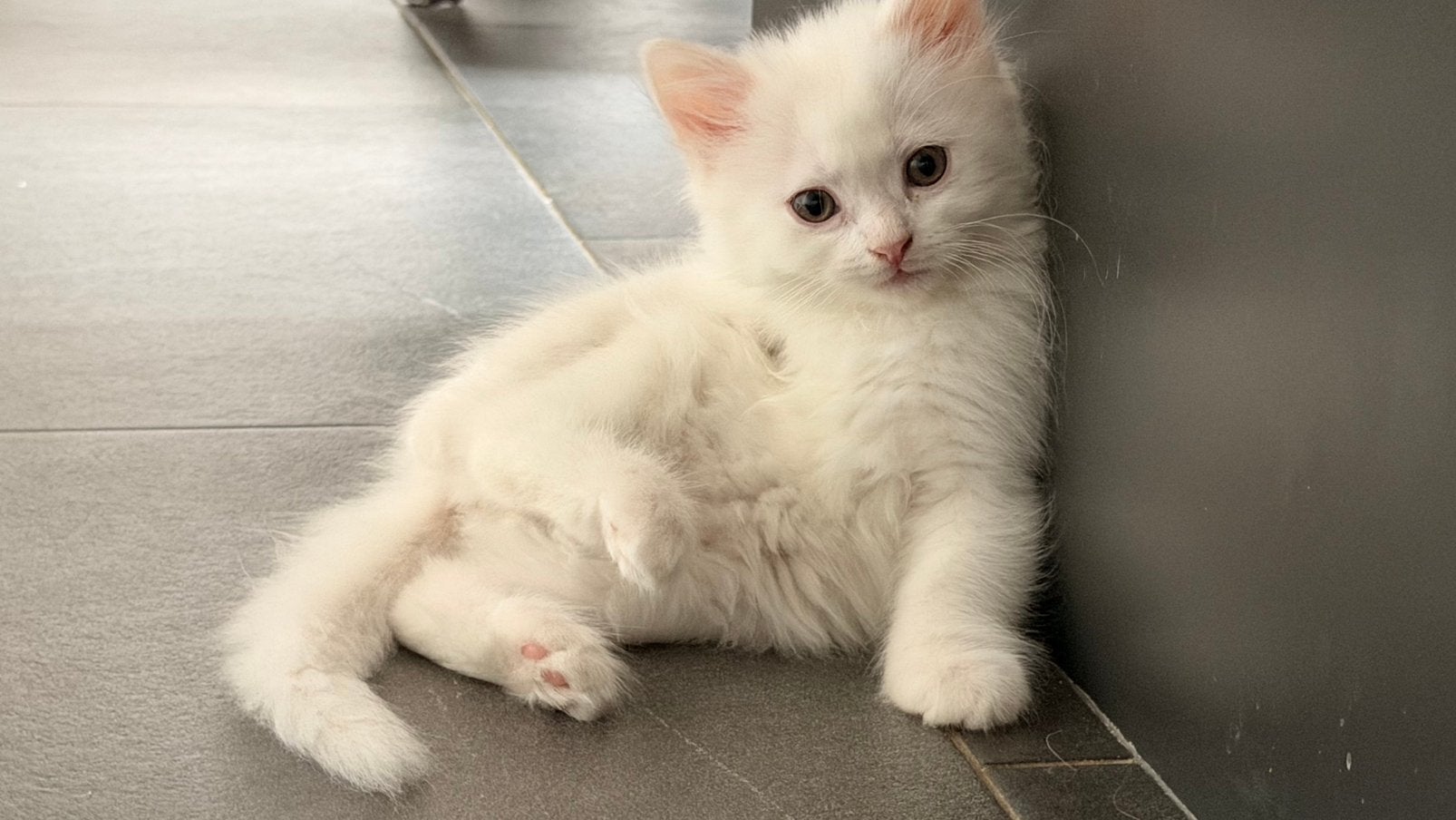 Lieve kittens zoeken warm huis, Meerdere dieren