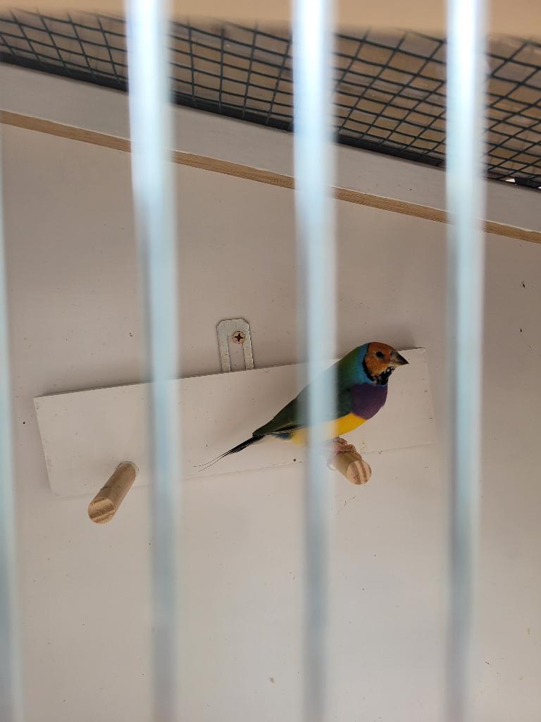 Gould Amadine, Meerdere dieren, Kleurkanarie