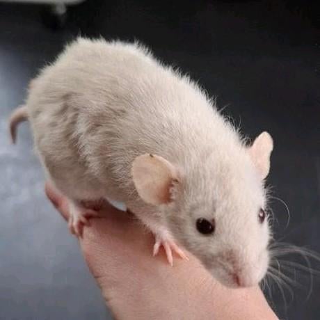 Jonge dwergratjes: laatste 2, Dieren en Toebehoren, Knaagdieren, Januari, Mannelijk, Rat