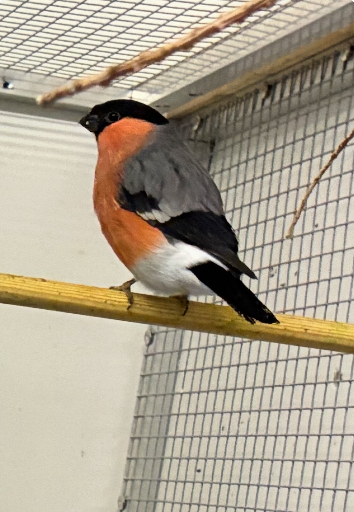 Noordse Goudvink Man Split Bruin., Dieren en Toebehoren, Mannelijk, Wildzangvogel, Geringd