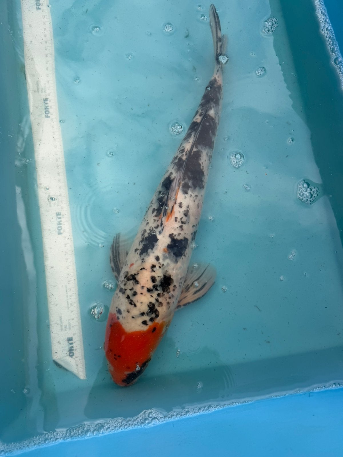 Tancho Showa koi, Karper of Koi