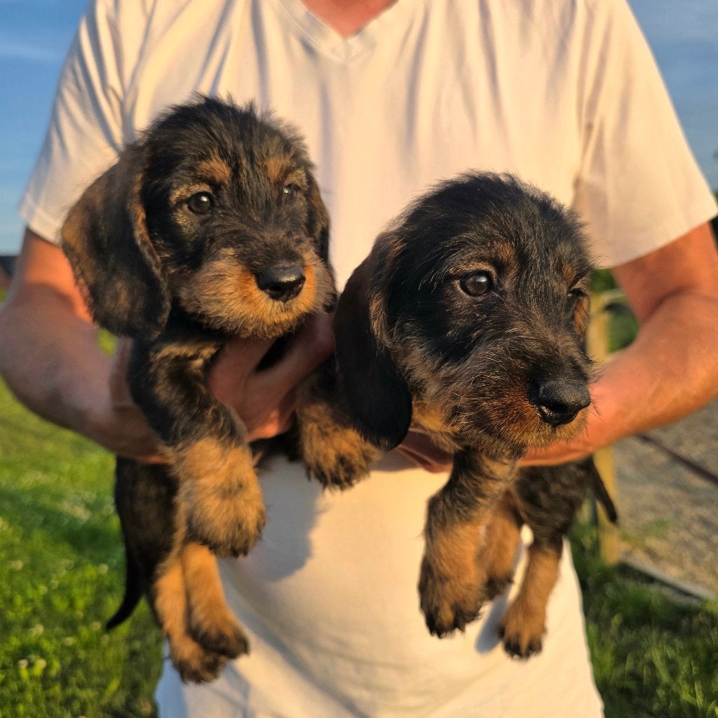 Ruwharige dwergteckel pups, Dieren en Toebehoren, Parvo, België, Particulier, 8 tot 15 weken