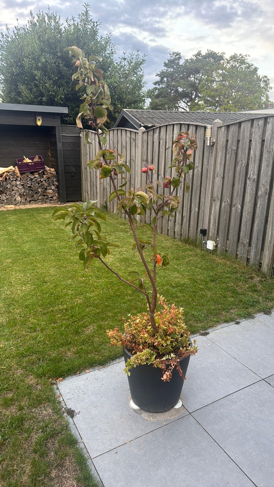 sierappel boompje, Tuin en Terras, Planten | Bomen, Ophalen, Volle zon, Overige soorten, Minder dan 100 cm