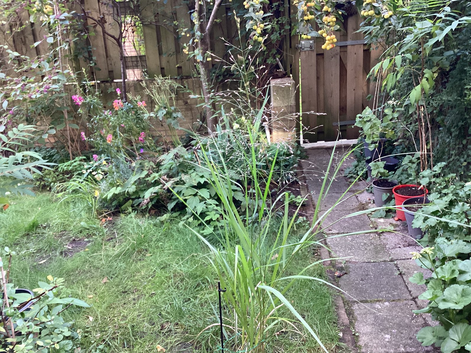 Tuinplanten, Ophalen, Overige soorten, Halfschaduw