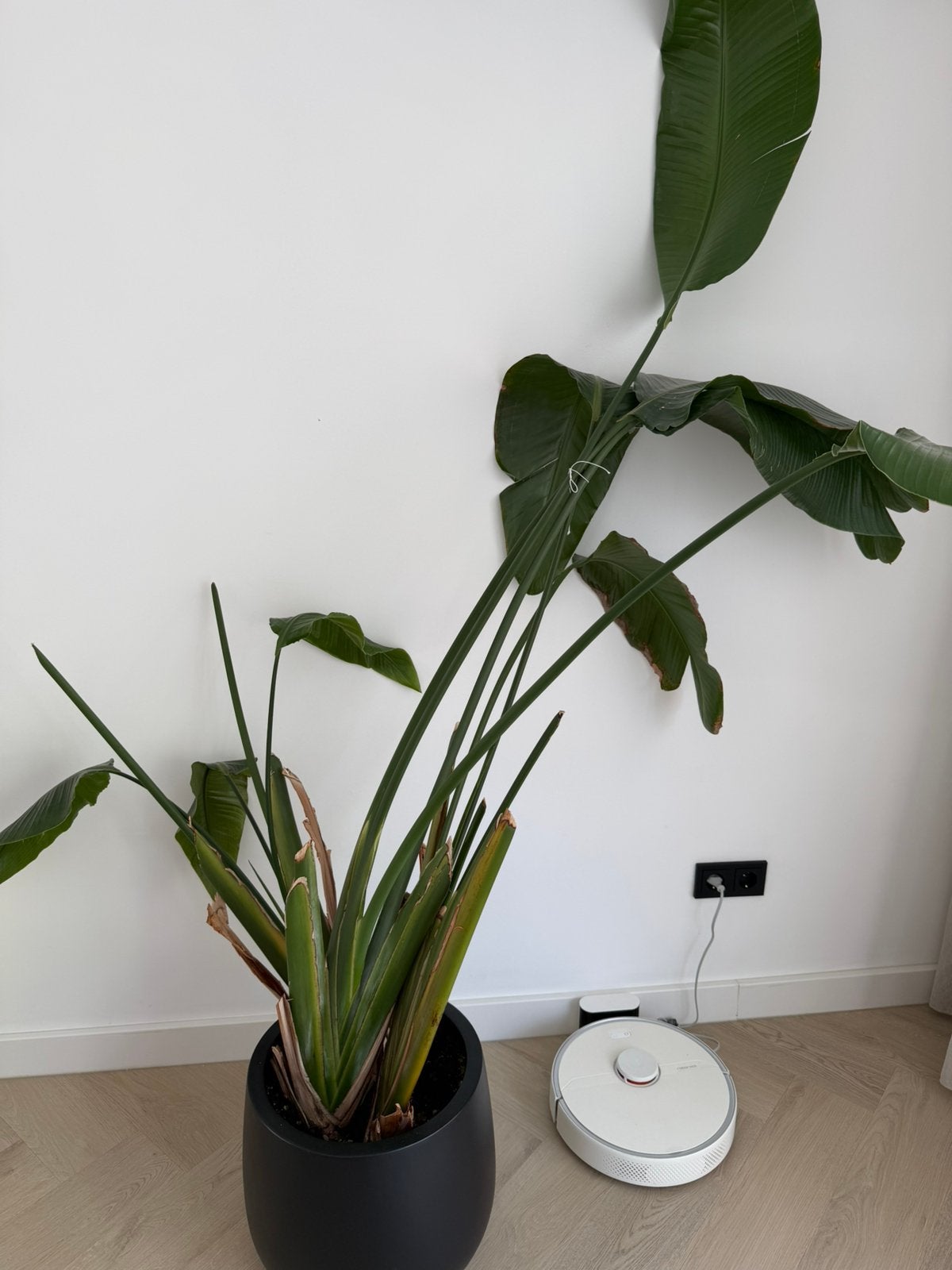 Echte Strelitzia met pot, Ophalen, Halfschaduw