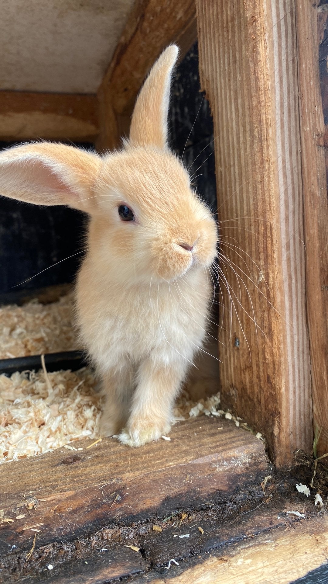Baby dwerg konijntjes 8 weken oud., Dieren en Toebehoren, Konijnen, Meerdere dieren, Dwerg
