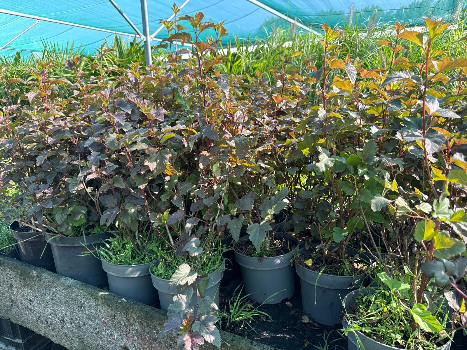 Physocarpus Diabolo - 23cm pot, 60/80 cm hoog, Tuin en Terras, Volle zon, Vaste plant, Zomer, Ophalen