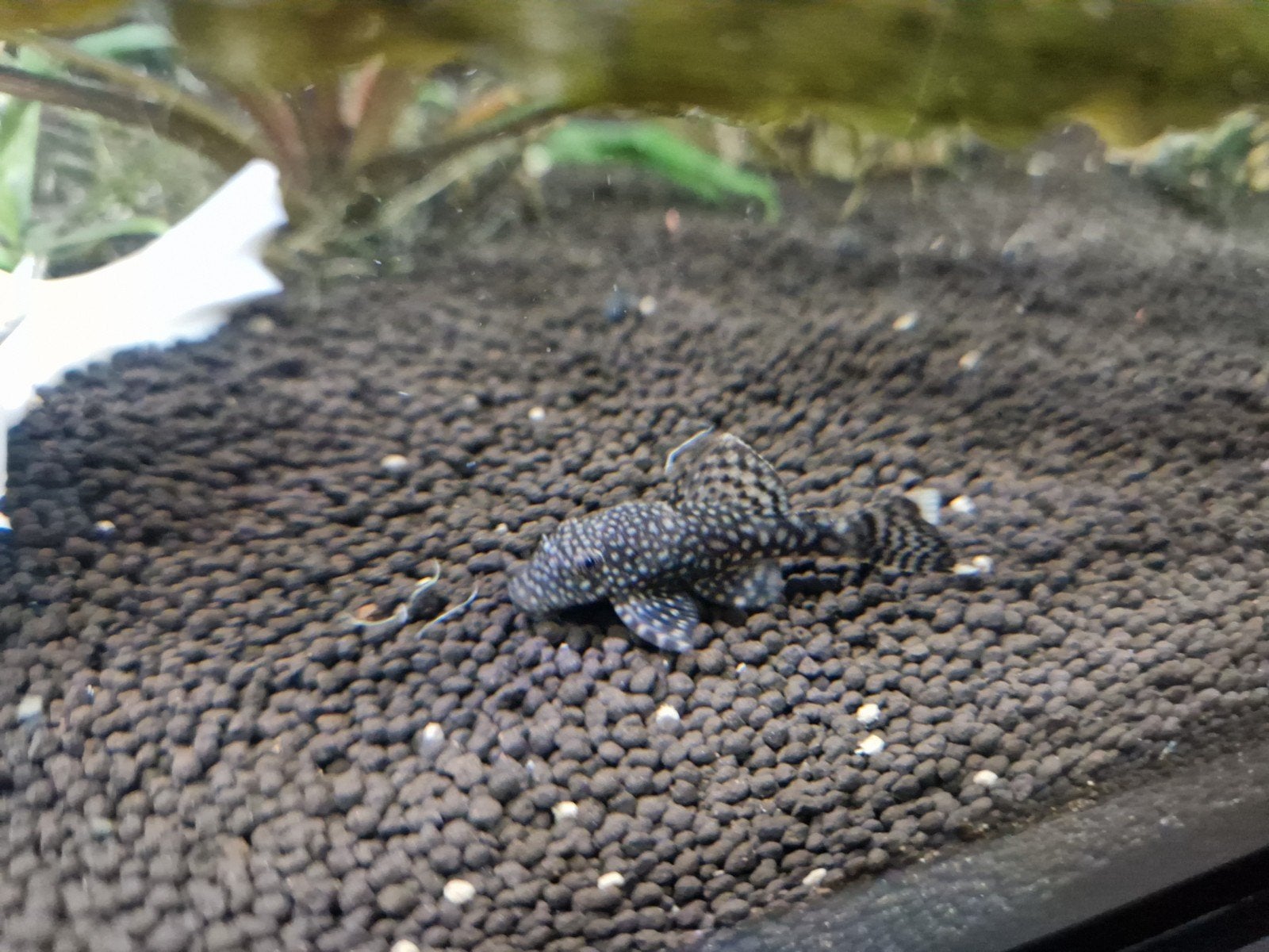 bristle nose pleco's gratis, Dieren en Toebehoren