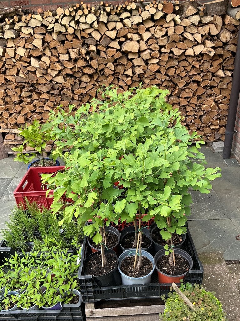 GINKO BILOBA  Paul’s Plantjes, Tuin en Terras, Planten | Bomen, Bloeit niet, Overige soorten, Minder dan 100 cm, Ophalen