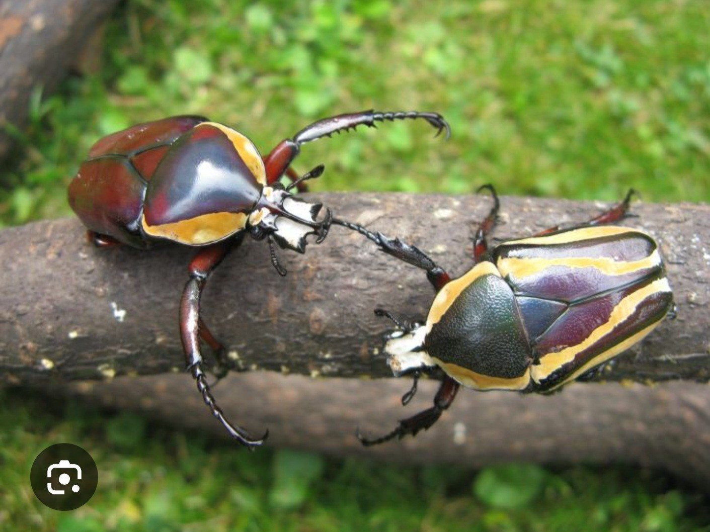 Dicronorrhina derbyana conradsi, Dieren en Toebehoren, Overige soorten