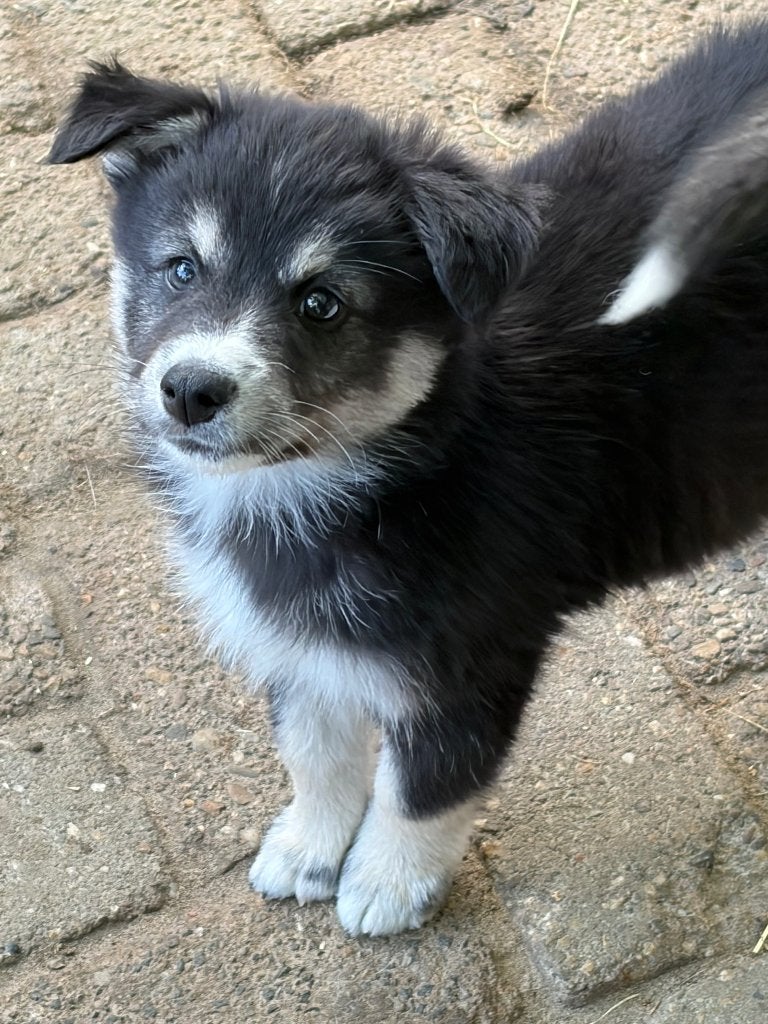 Prachtige pomsky pup  MAG VERHUIZEN, Dieren en Toebehoren, Parvo, 8 tot 15 weken, Poolhond, Meerdere